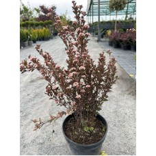 Пухироплідник калинолистий «Літл Джокер» (Physocarpus opulifolius 'Little Joker') С5